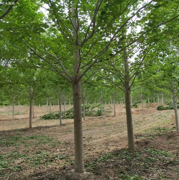 淺談楊樹苗種植技術及速生楊樹苗如何管理價格