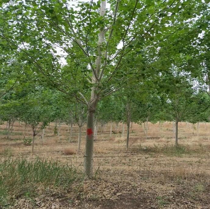 淺談楊樹苗種植技術及速生楊樹苗如何管理廠家