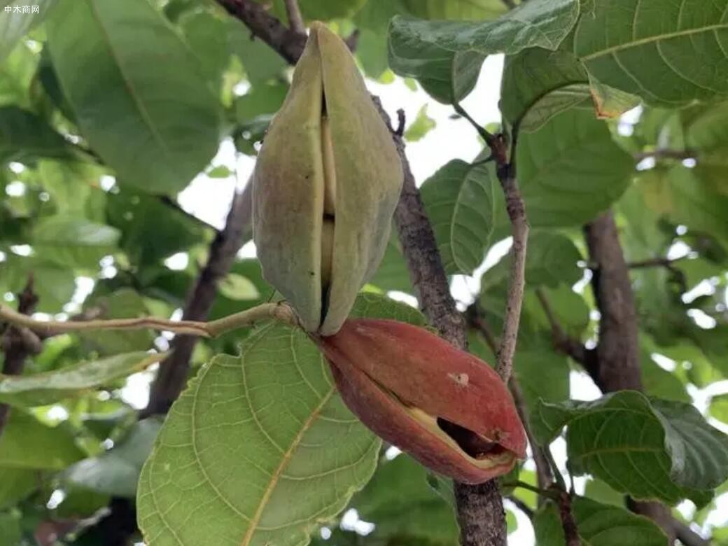 蘋婆(Sterculia spp)是什么樹木