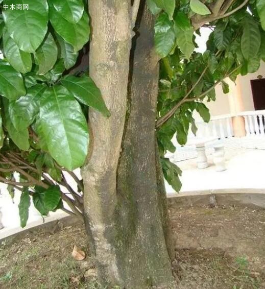 蘋婆(Sterculia spp)是什么樹木批發(fā)