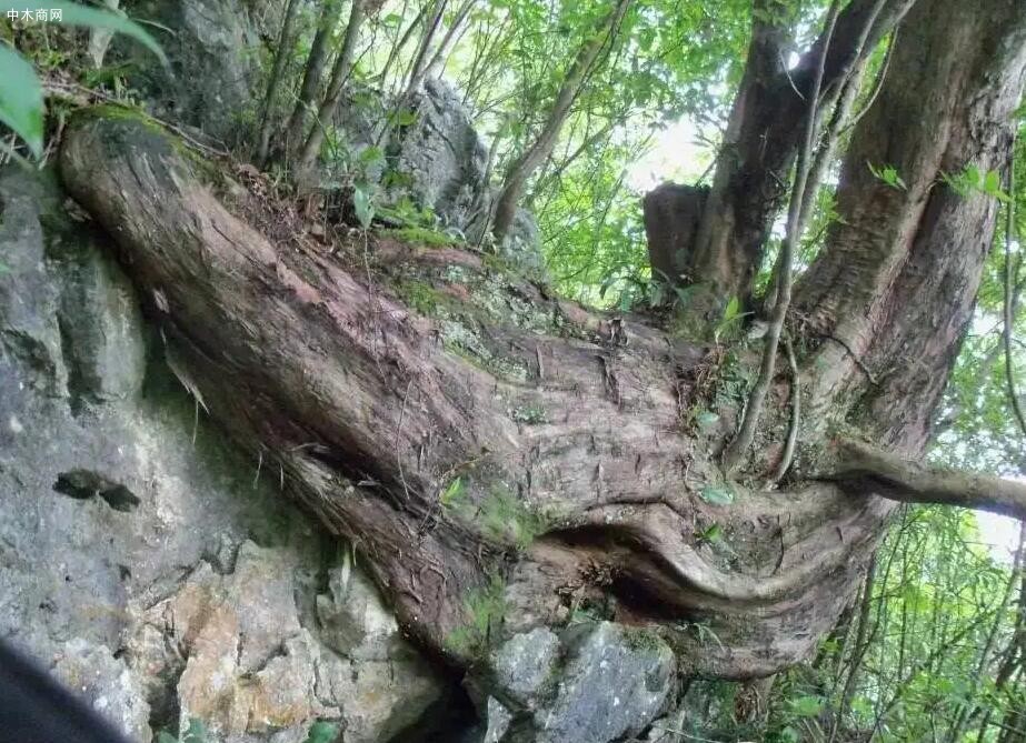 三種名貴木材簡(jiǎn)介圖片