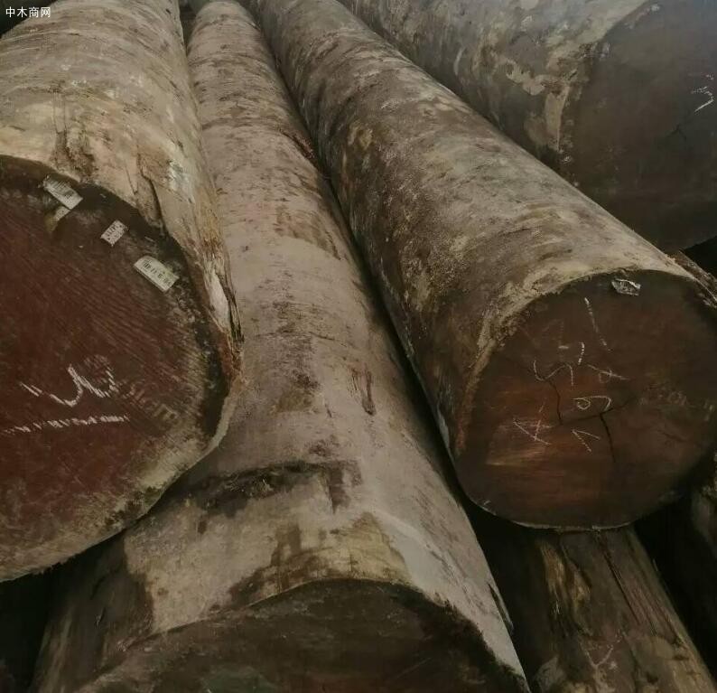 非洲沙比利原木價格行情