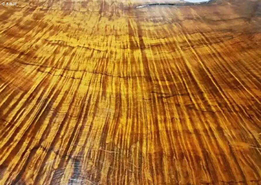金絲楠木為歷代帝王專用,如此貴重的金絲楠樹木,為何沒有人去種植批發