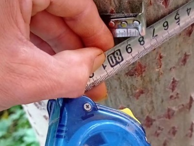 楊木原木種植采伐廠家直銷