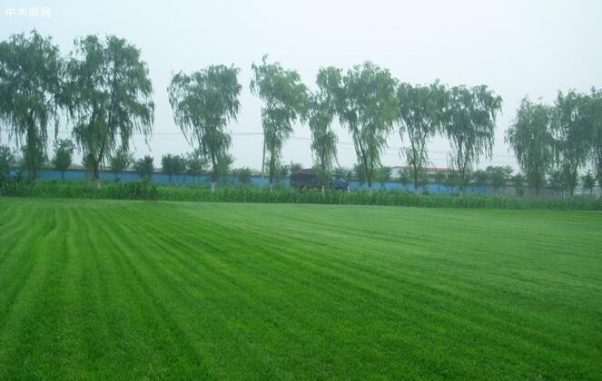 我國全面建立林長制目標如期實現(xiàn)