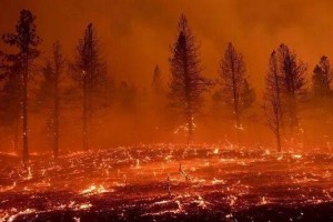 歐洲多國發(fā)生大規(guī)模野火事件