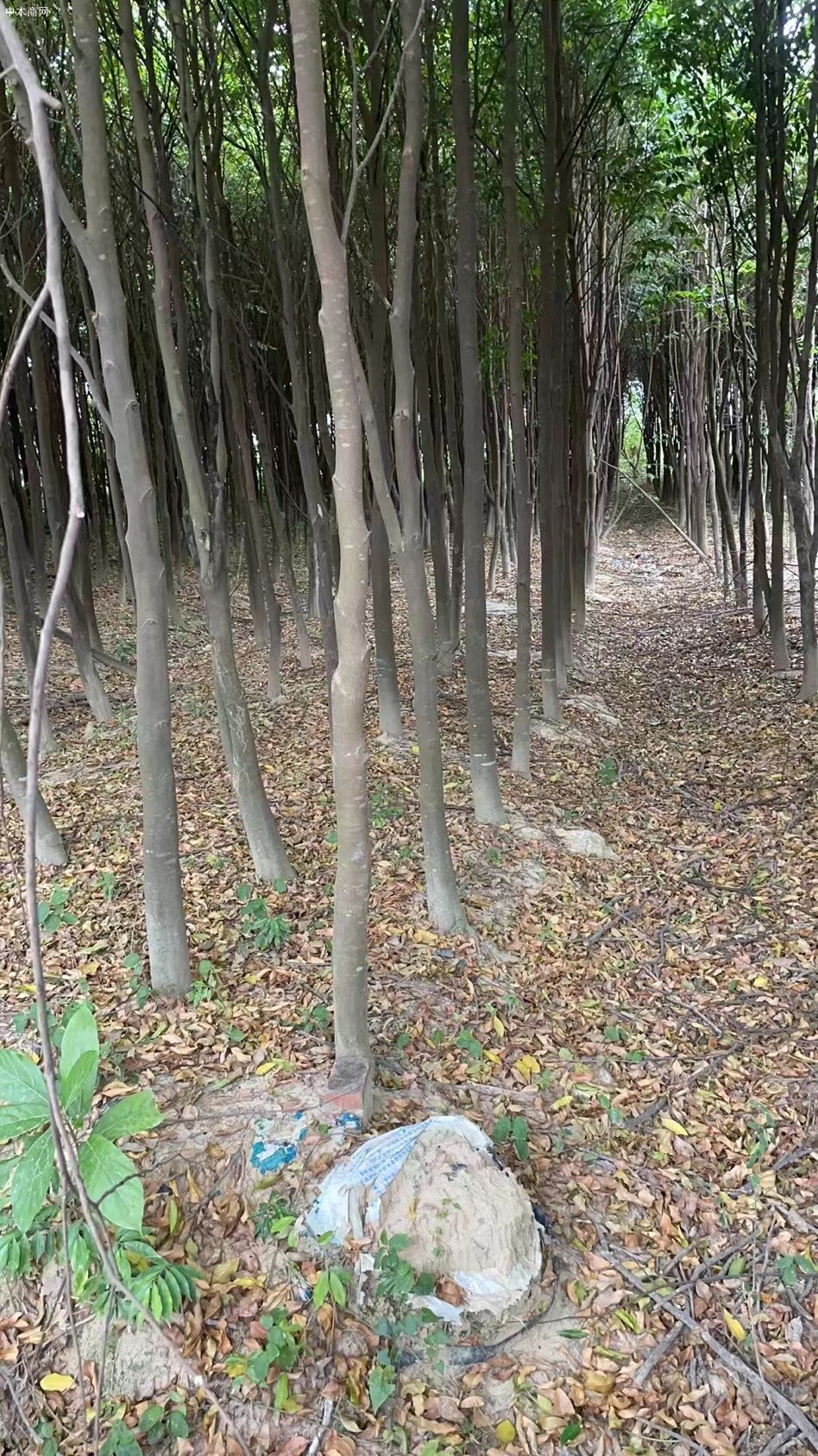 沉香樹出售價格