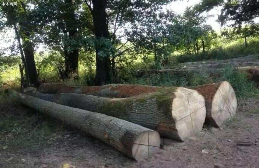 英國：非法砍伐樹木將被處以監(jiān)禁和無上限罰款