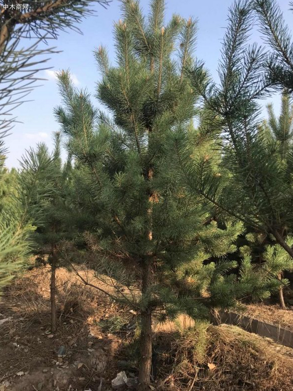 求購(gòu)：3米左右的密植苗，樟子松，油松，云杉