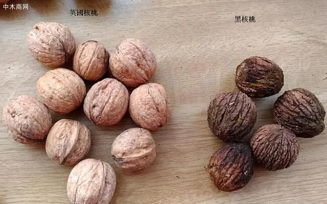 北美黑胡桃是核桃木嗎及北美胡桃木和黑胡桃有什么區別價格
