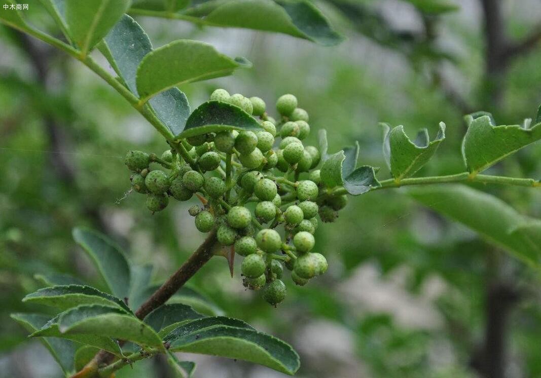 花椒樹的品種種植方法及管理技術和綠化帶禁止種菜種花椒樹的通知批發