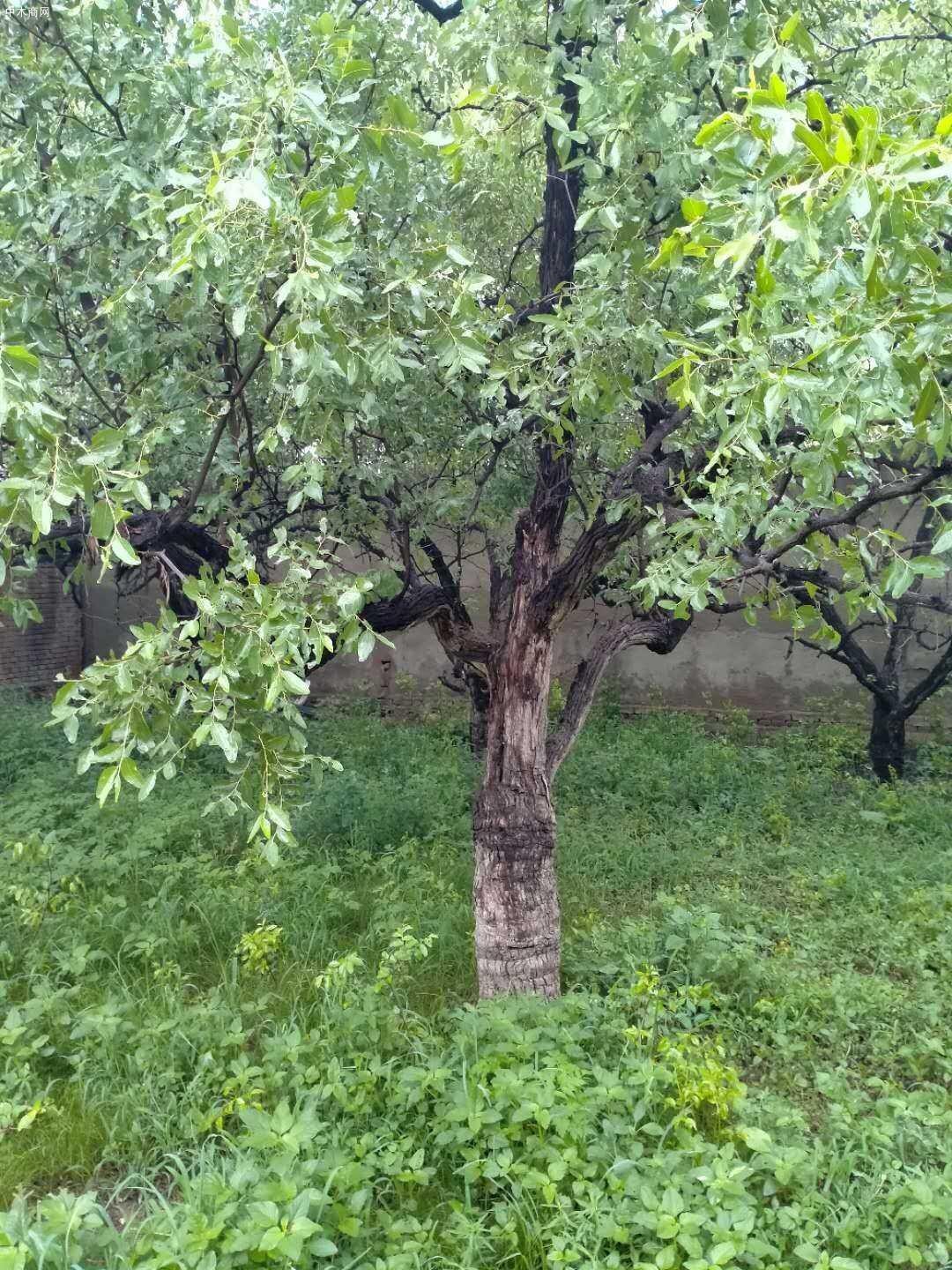 棗樹栽培技術和方法有哪些種類供應