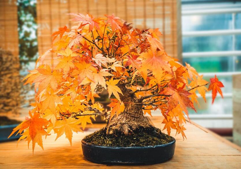 楓樹(shù)的種類有哪些品種大全批發(fā)