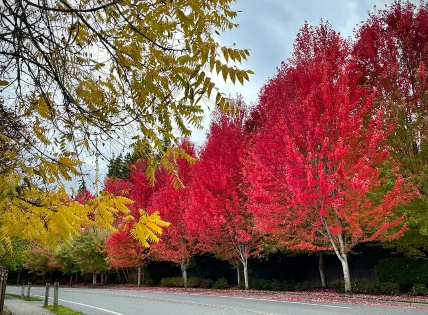 紅楓