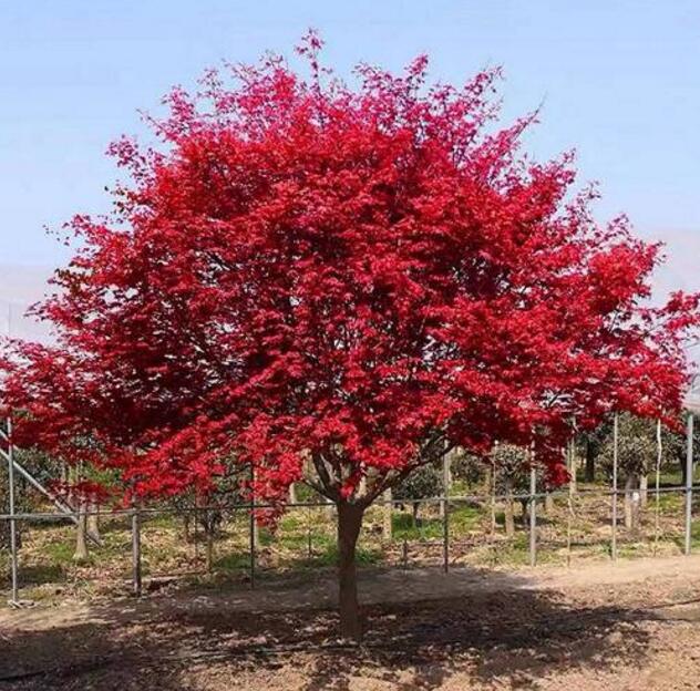 日本紅楓