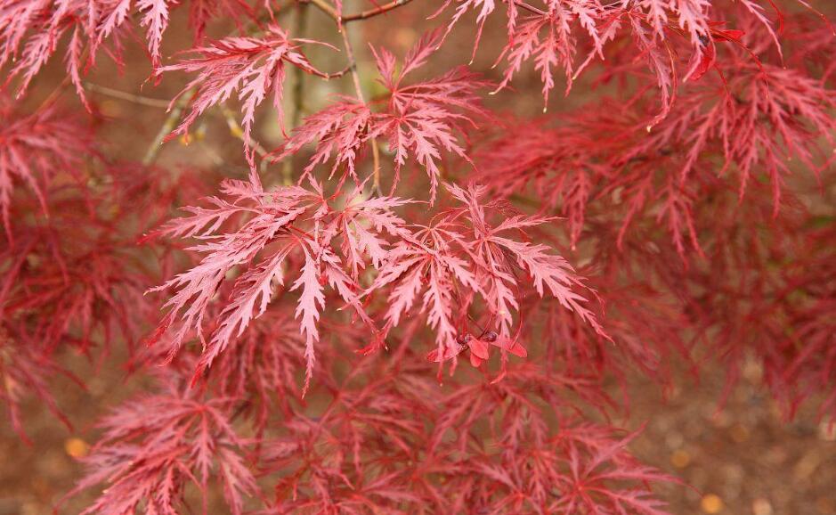 紅龍
