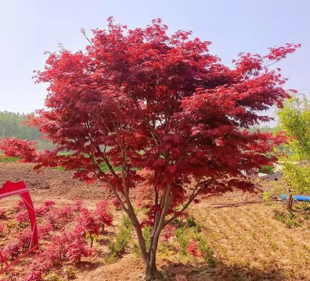 石榴紅