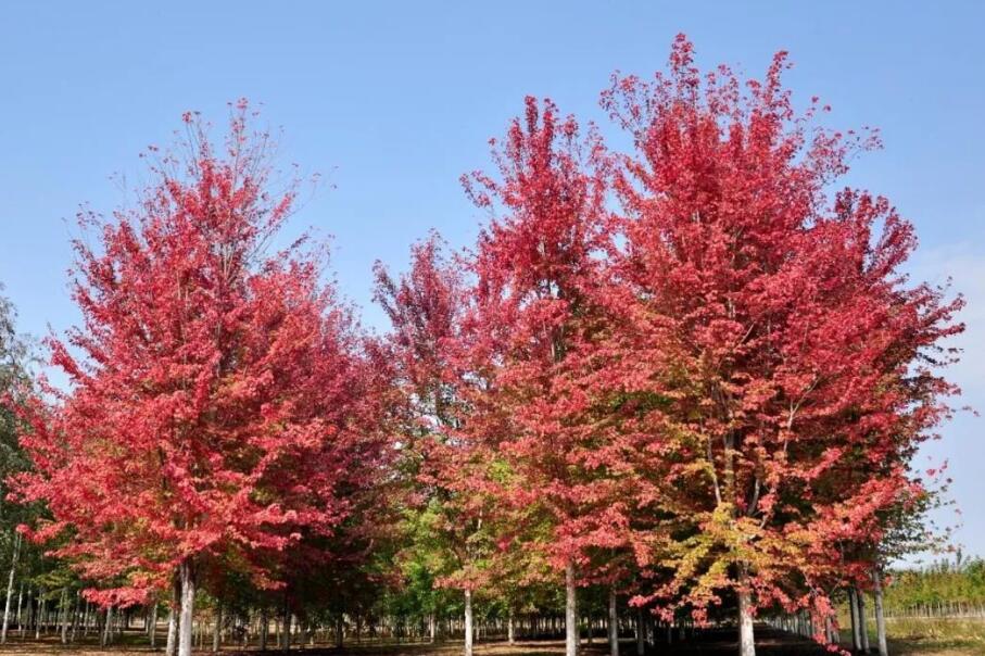 美國(guó)紅楓