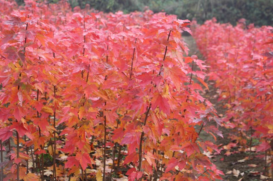 紅鶴