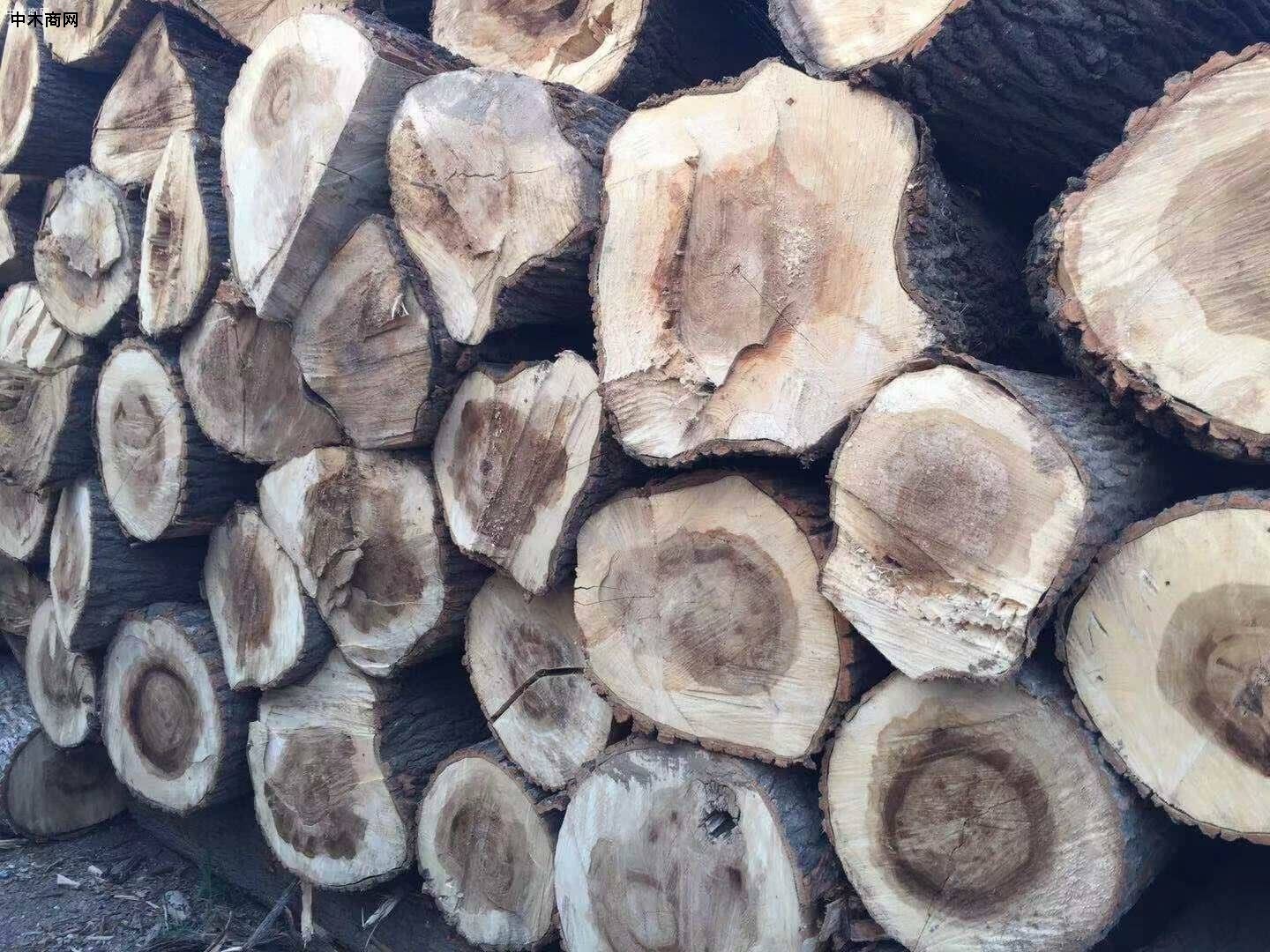 求購：白楊木原木
