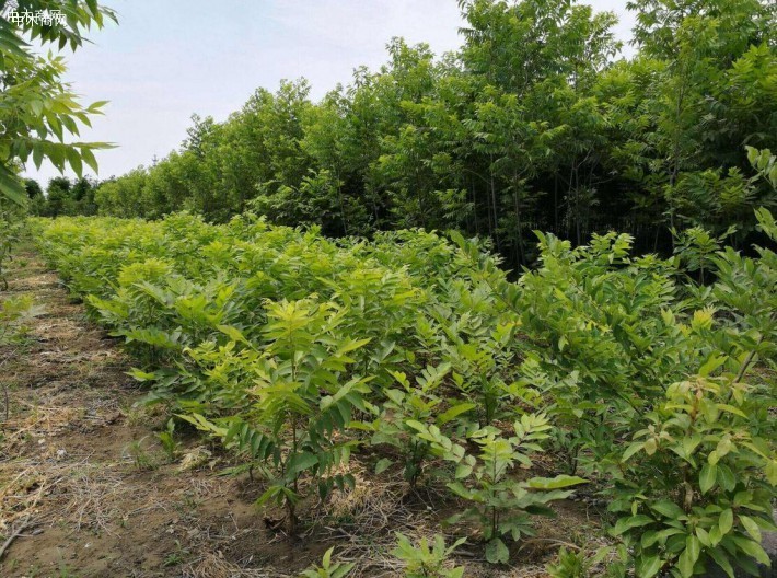 曹縣：優化林業營商環境 助推林業高質量發展