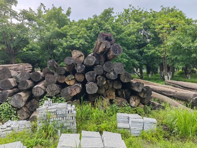 緬甸泰柚500余噸出售