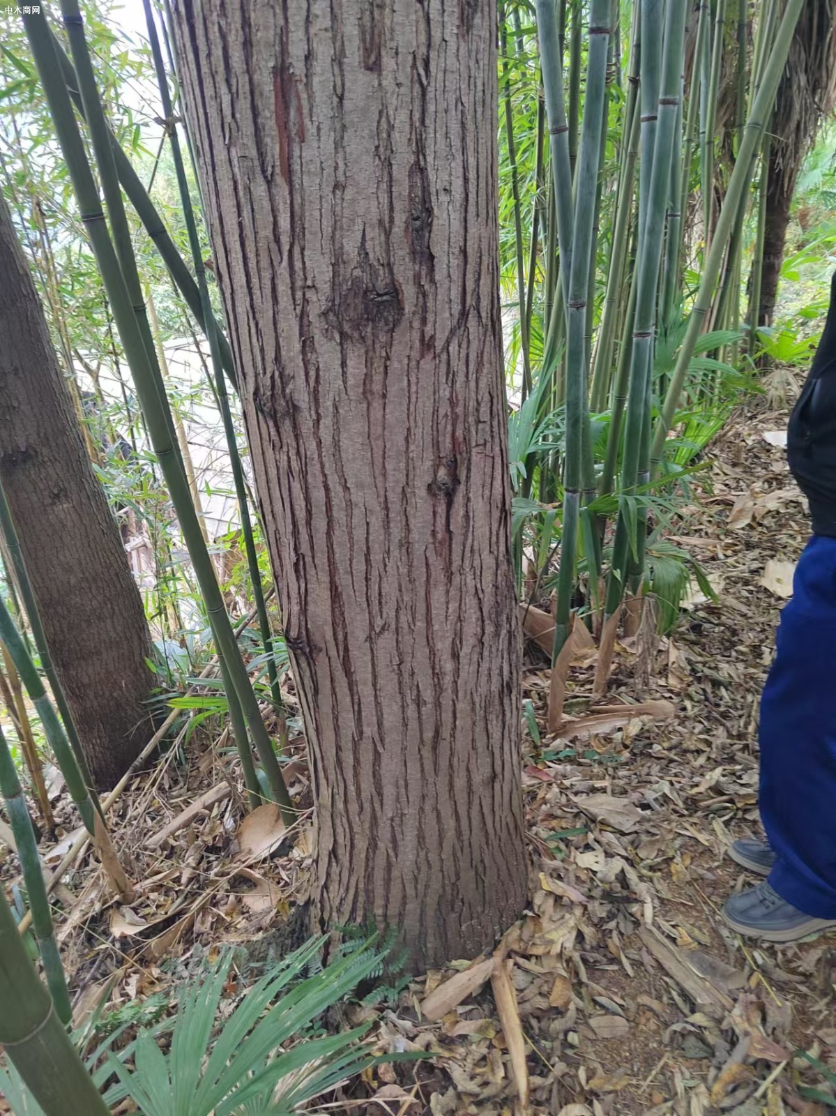 大量出售貴州本地紅椿木原木