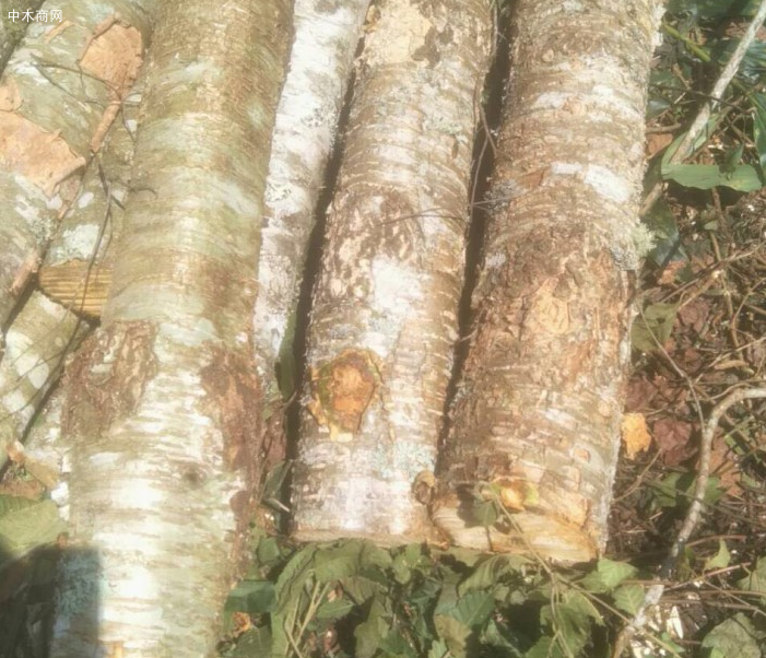 西南樺木價格行情