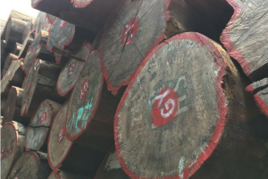 小巴花價(jià)格行情查詢