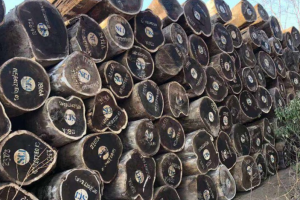 雞翅木價(jià)格行情分析
